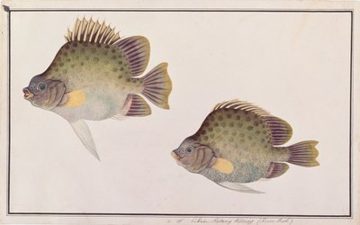 Spotted Scat, from Drawings of Fishes from Malacca, c.1805-18 by Chinese School